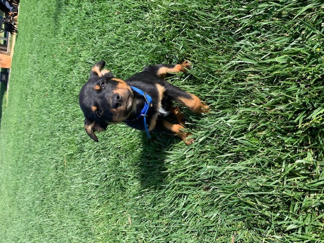 1 Male Pure Bred Kelpie Pup