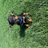 1 Male Pure Bred Kelpie Pup