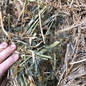 Canola hay
