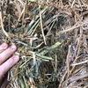 Canola hay