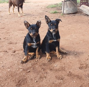 Kelpie x Blue Heeler Pups