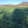 Irrigated Prime Oaten Hay 4x4 Rounds 