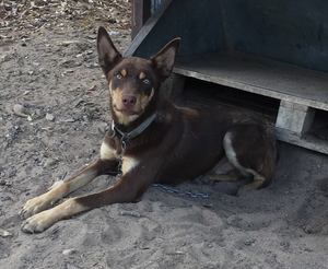 Pure Bred Kelpie