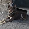 Pure Bred Kelpie