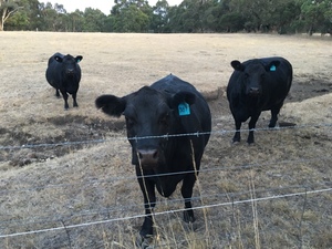 3 Lowline/Angus cows