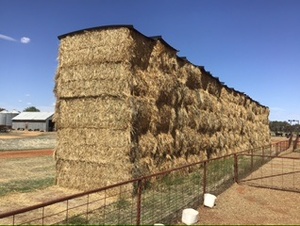 Wheaten hay
