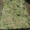 300mt Canola Hay 680kg 8x4x3 Bales