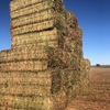 300mt Vetch Hay 650kg 8x4x3 Bales ex Paddock (NEW SEASON)
