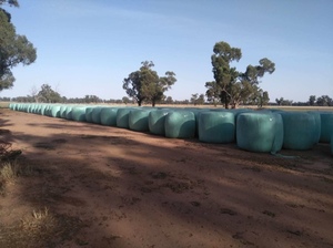 Canola silage