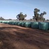 Canola silage