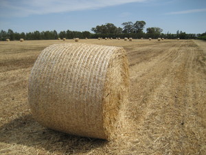 Oaten Hay
