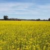 Standing Canola Crop