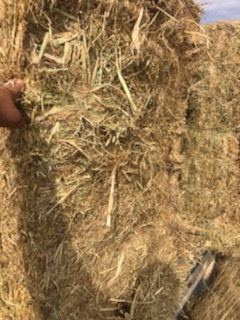 200mt Oat/Rye/Clover Hay 8x4x3 Bales