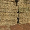 Oaten Hay with some Rye Grass 8x4x3 Bales