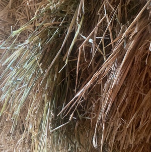 Barley Hay 8x4x3 Bales