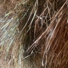 Barley Hay 8x4x3 Bales