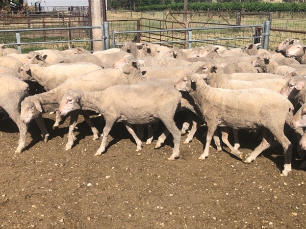 Merino Lambs/ Hoggets