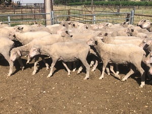 Merino Lambs/ Hoggets