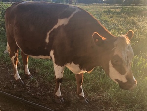 3 head of cattle 