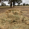 High Protein Cereal hay