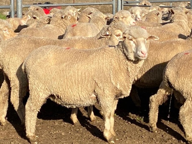 Merino Ewes Scanned In Lamb 