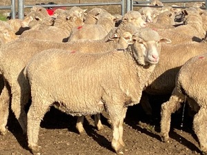 Merino Ewes Scanned In Lamb 