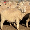 Merino Ewes Scanned In Lamb 