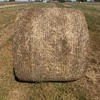 Rye/Sub clover hay