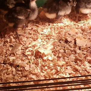andalusian chicks available