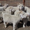 Angora herd dispersal