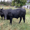 12 steers for sale 