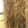 Approx. 200mt Windrowed Wheaten Straw 8x4x3 Bales