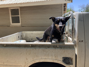 Working Kelpie Sheep Dog