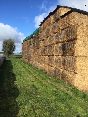 Canola Hay 2 x B Double loads