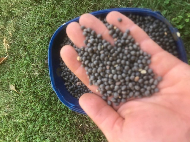 Vetch Seed (New Season)