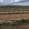 Ryegrass hay Approximately 200 Rolls Walla Walla - SOLD BY THE ROLL