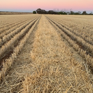 Barley Straw 550-600kg 8x4x3 Bales (New Season)
