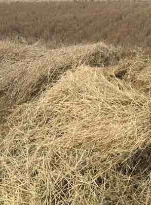 50  x Barley Straw Header Tailings 8x4x3 bales