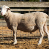 Under Auction - Lot 21 Highlander Ram 190007 (DLE Ram Auction A100 - 10th Sept via Auctionsplus) 