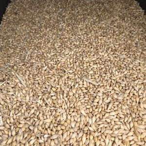 F1 Barley