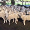 86 WS x M mixed age ewes SIL 114% to Southdown rams 