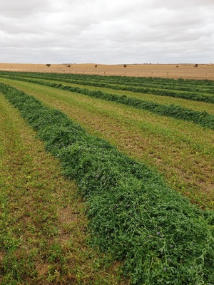 60mt Lucerne Hay 8x4x3 Bales