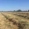 Pasture Hay 5x4 Round Bales