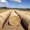 Wheaten Hay Round Rolls 5 x 4 