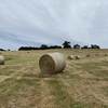  PASTURE HAY - 5FT ROUNDS - WEED FREE
