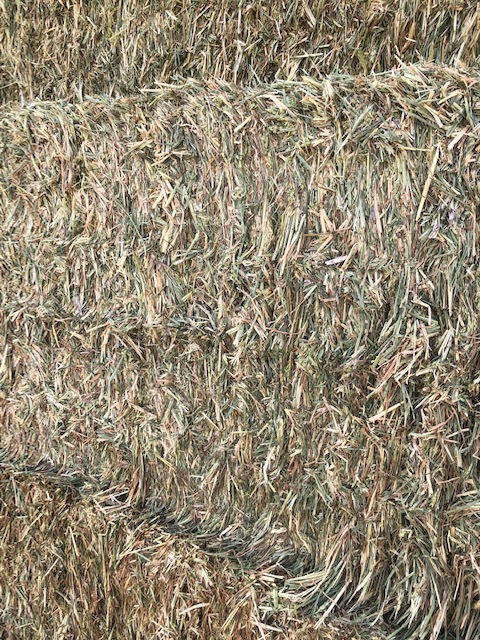 Wheaten Hay 8x4x3 Bales