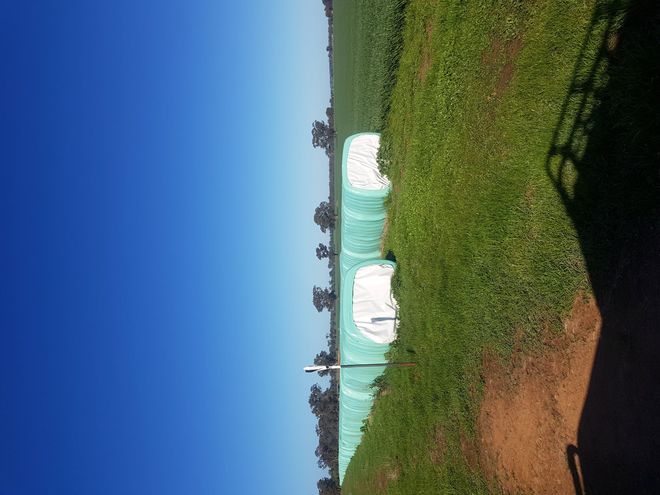 Canola silage