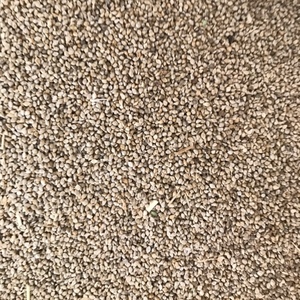 Millet seed for Sale graded and bagged or bulk