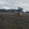 Barley Hay 5x4 Round Bales 