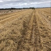 500mt Rice Straw 8x4x3 